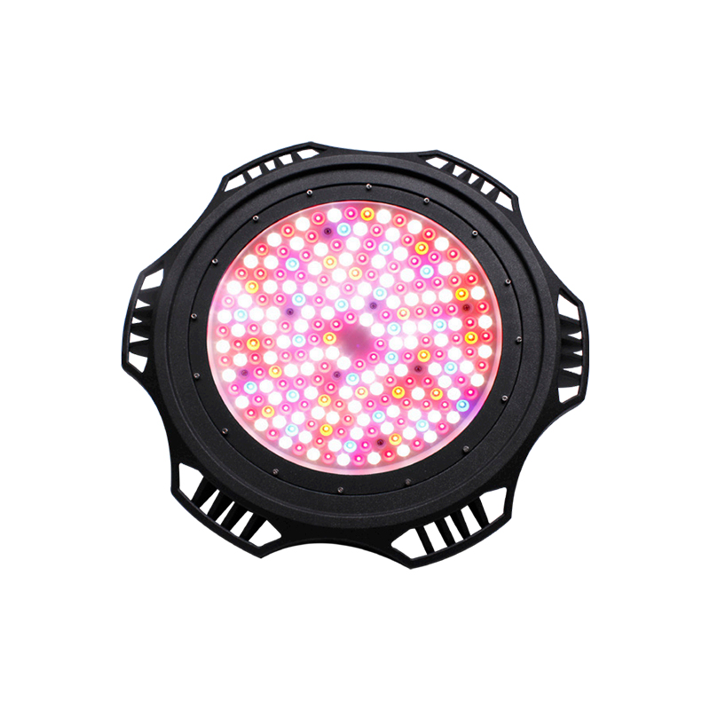 DUXERIT princeps Bay - UFO DUXERIT princeps Bay - UFO